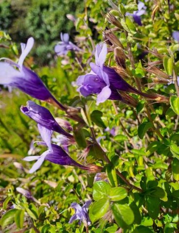 Dyschoriste thunbergiiflora corolla tubes